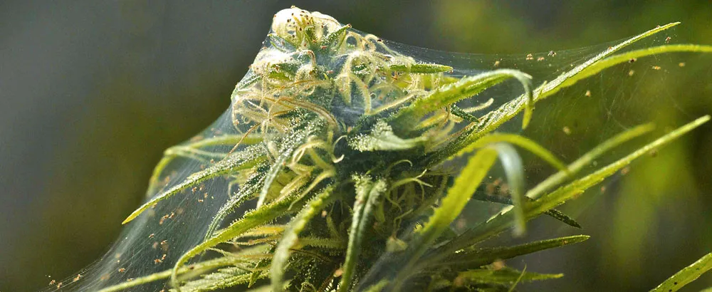 What is wrong with my cannabis plant- Spider Mites